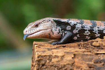 Skink Blue