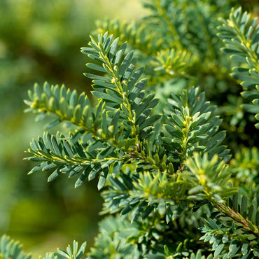 Dark Green Shrubs